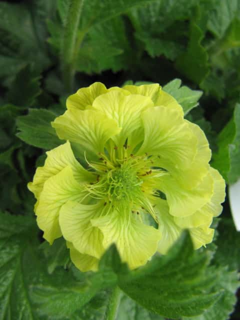 Yellow flower of Geum 'Banana Daiquiri'.