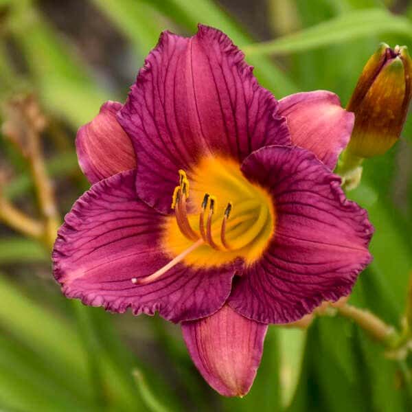 Purple de Oro daylily