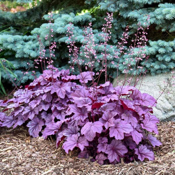 Pink Panther coral bells