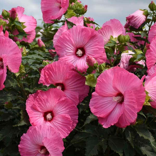 Airbrush Effect hardy hibiscus