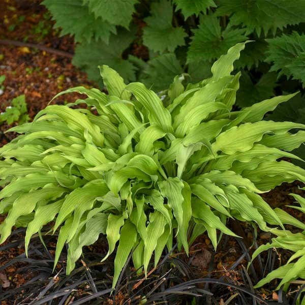 Curly Fries hosta