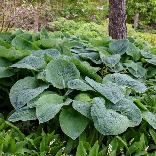Elegans hosta
