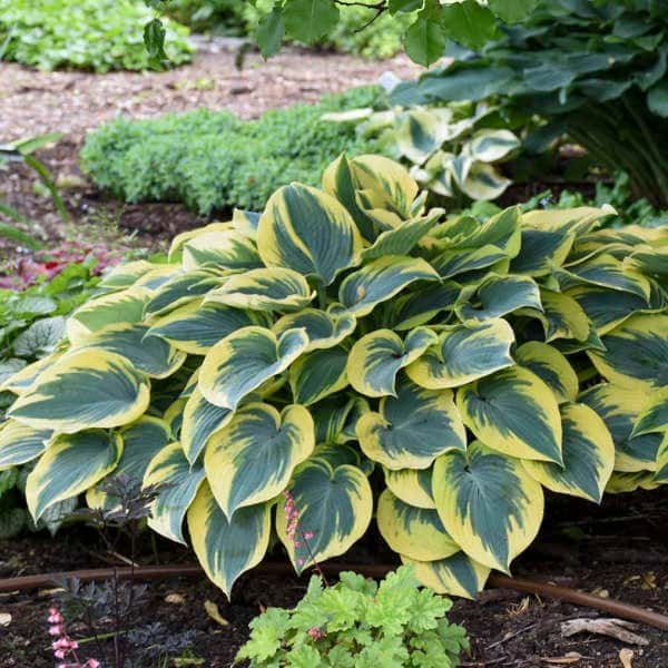 First Frost hosta