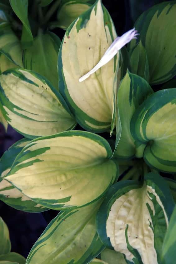 Great Expectations hosta