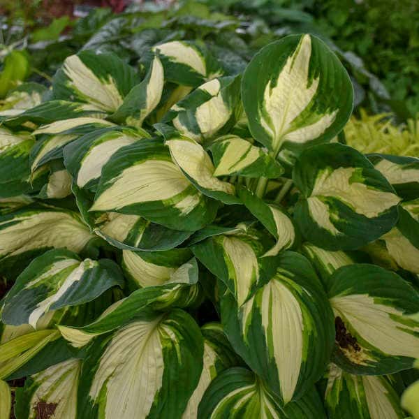 Vulcan hosta