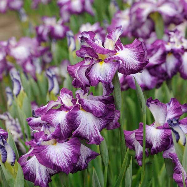 Lion King Japanese iris