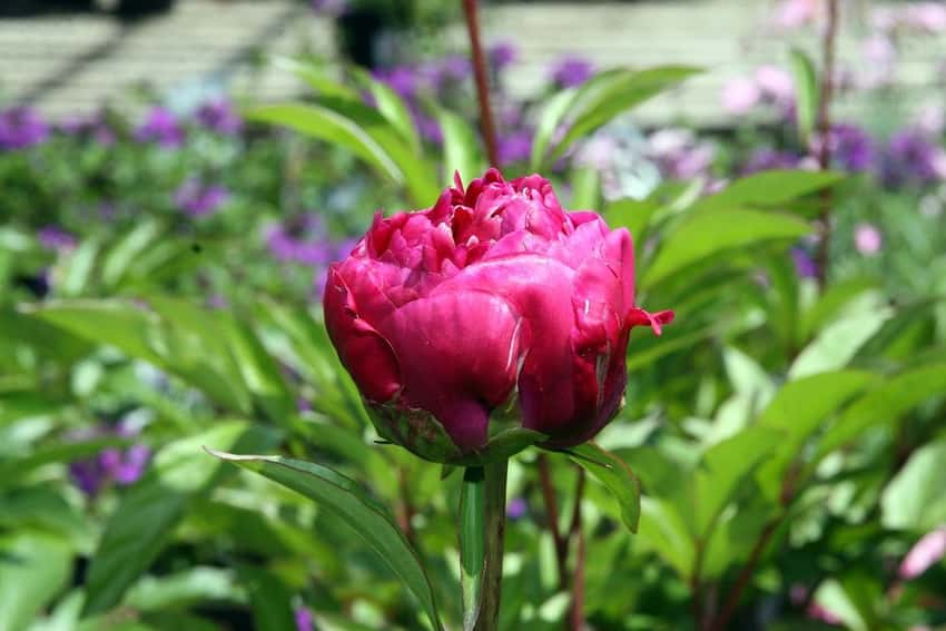 Karl Rosenfield peony (Paeonia lactiflora 'Karl Rosenfield')