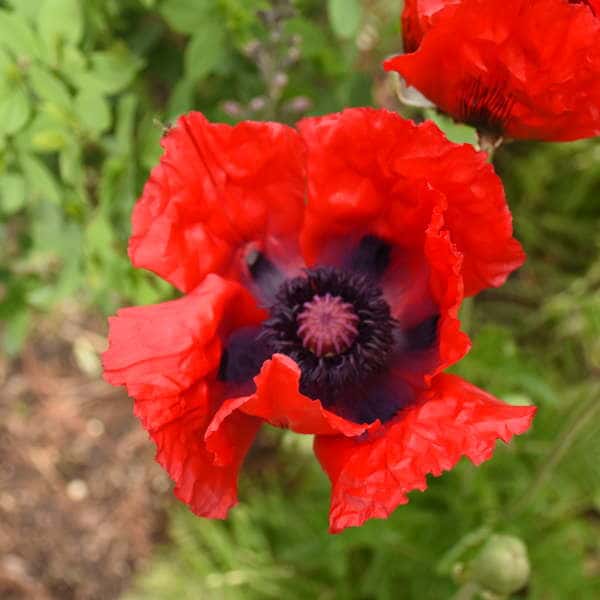 Deep red flowers of Papaver 'Beauty of Livermere' with dark centres.
