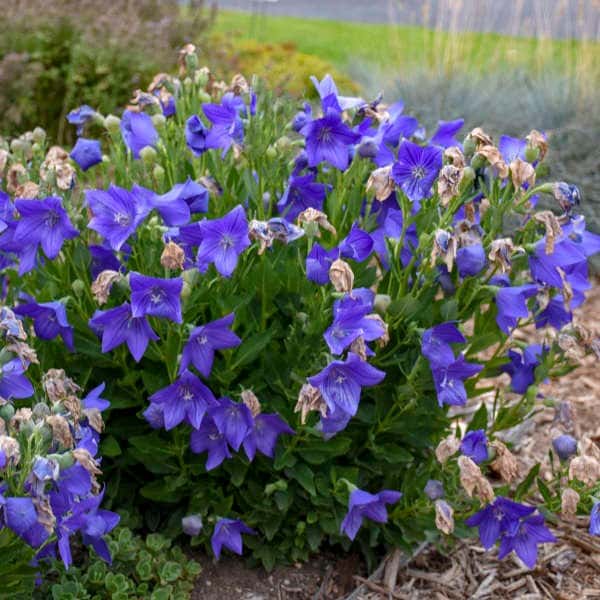Sentimental Blue balloon flower