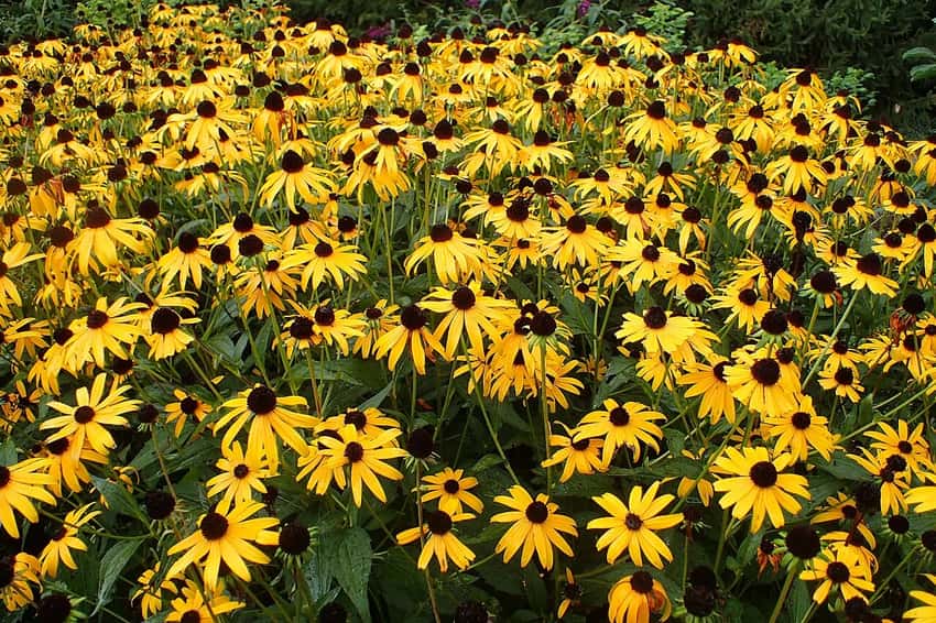 Goldsturm black-eyed Susan