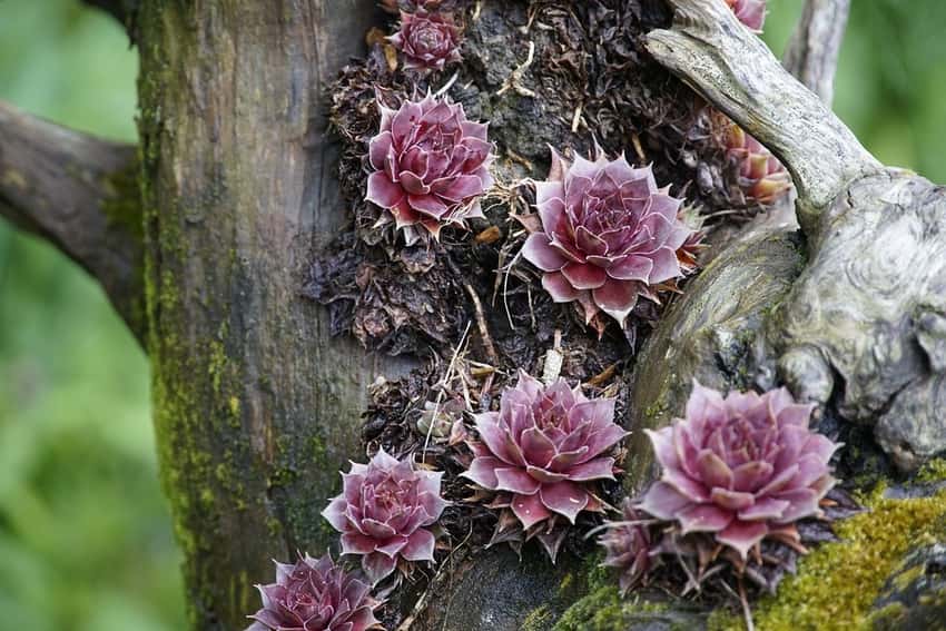Hardy hens and chicks, Form