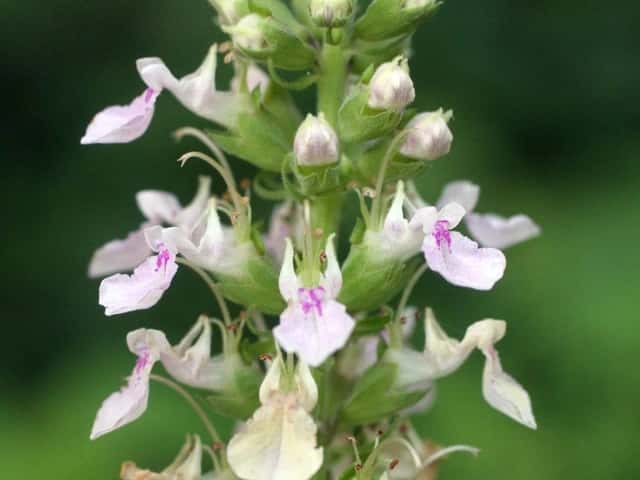 Pale pink flowers of Teucrium canadense, shown as a species-only photograph.