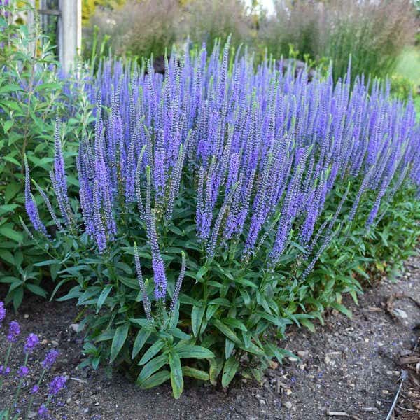 Blue Skywalker speedwell
