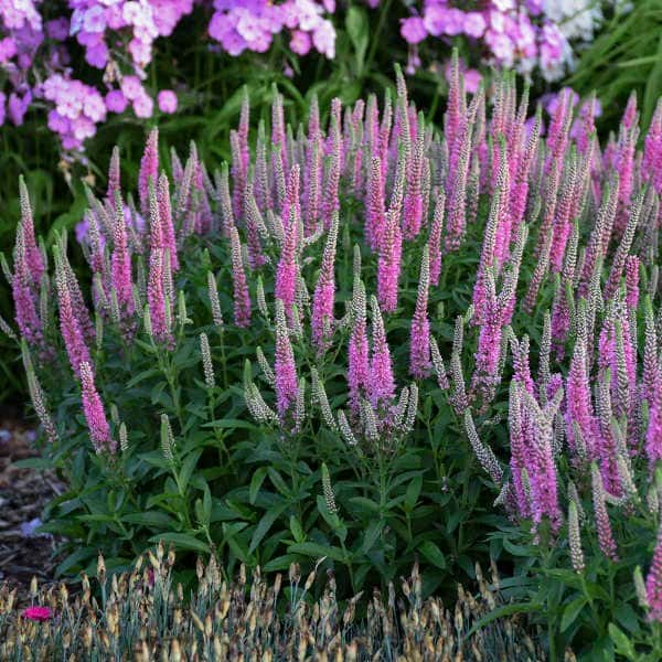 Pink Potion speedwell