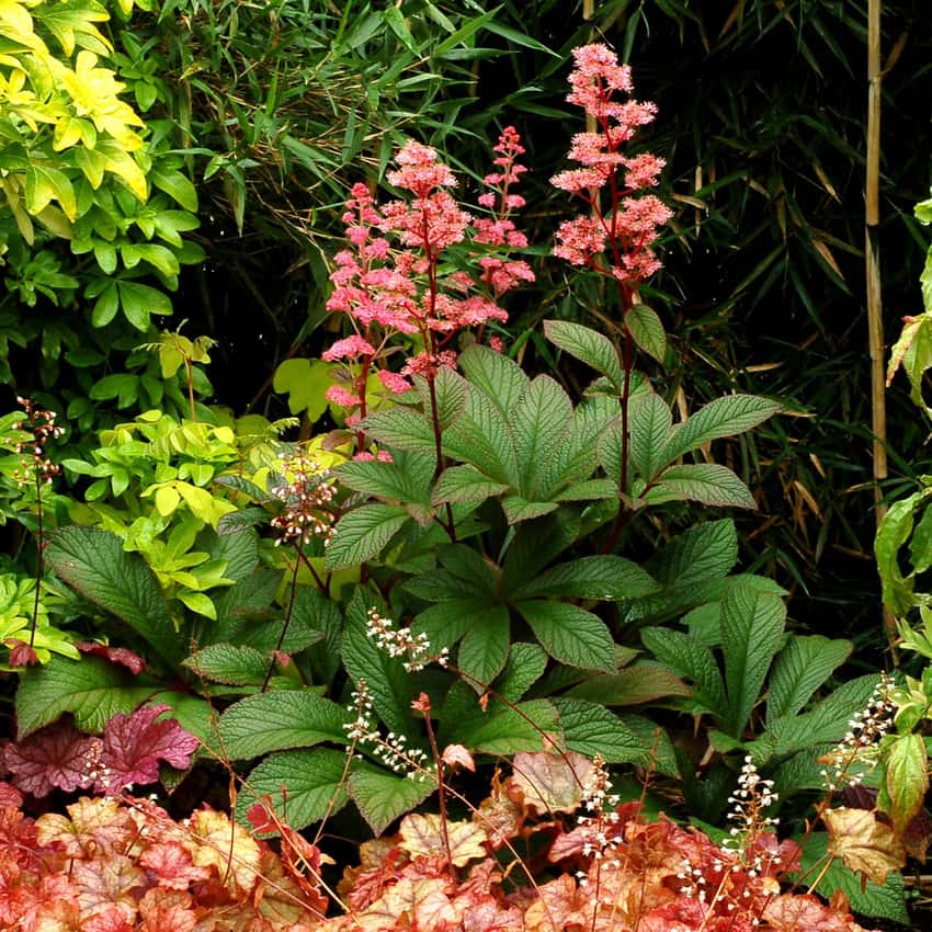 Pink Rodgersia Bronze Peacock flower plumes rise above large deeply textured leaves.