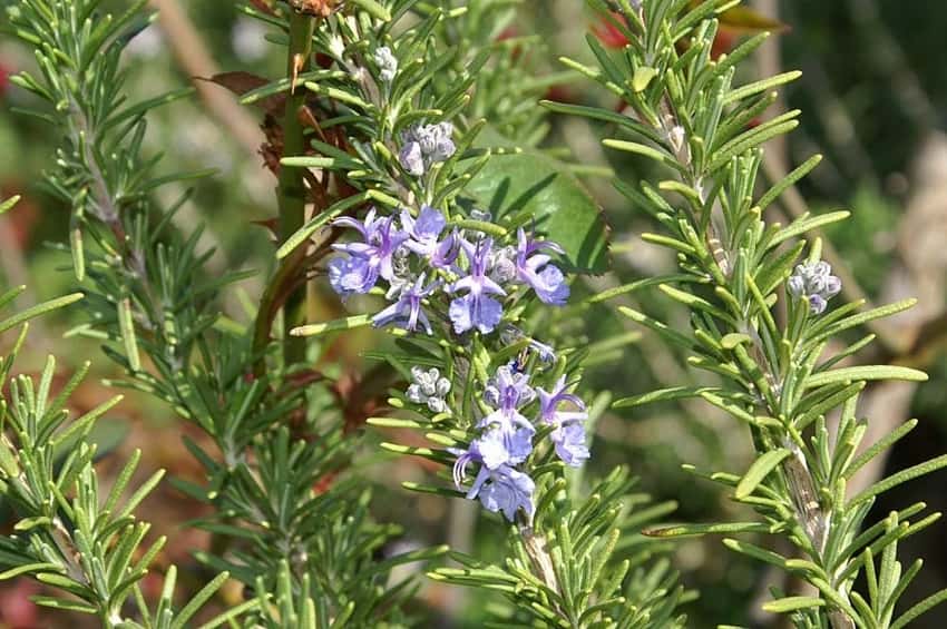 Santa Barbara rosemary needle-like leaves and blue-purple flowers.