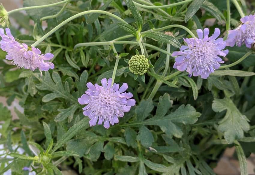 Lavender Butterfly Blue pincushion flowers and buds above divided green foliage.