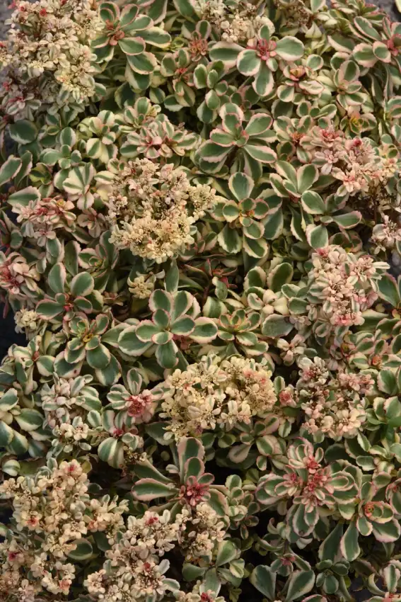 What a Doozie stonecrop showing creamy leaf margins, pink highlights and fresh flower clusters. Photo courtesy of Darwin Perennials.