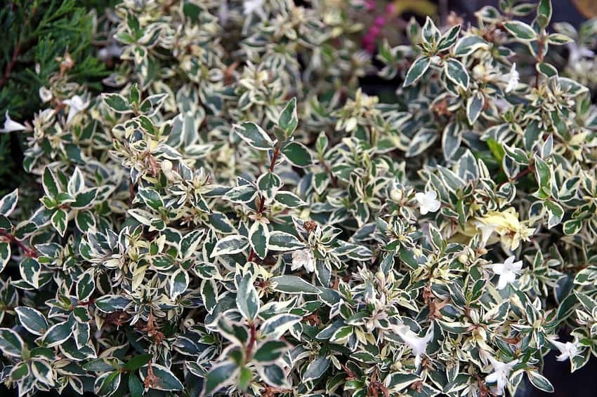 Confetti dwarf abelia in a source-identified photograph.