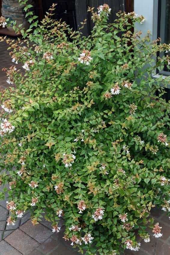 Kaleidoscope glossy abelia in a source-identified photograph.