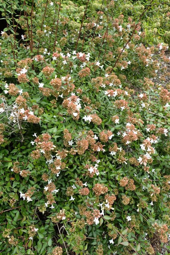 Sherwood dwarf abelia in a source-identified photograph.
