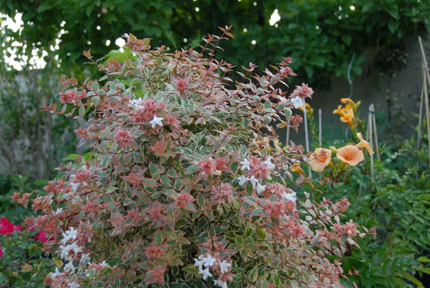 Tres Amigos® glossy abelia in a source-identified photograph.