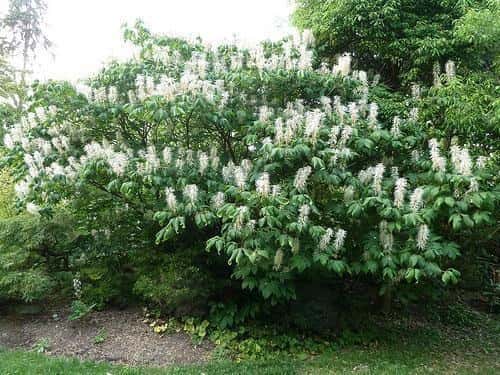 Bottlebrush buckeye in a source-identified photograph.