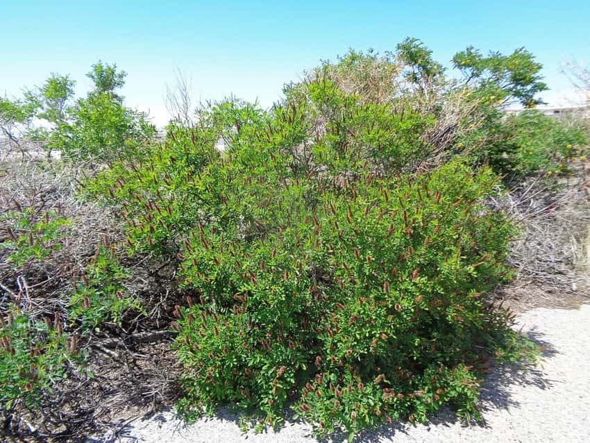 False indigo bush in a source-identified photograph.