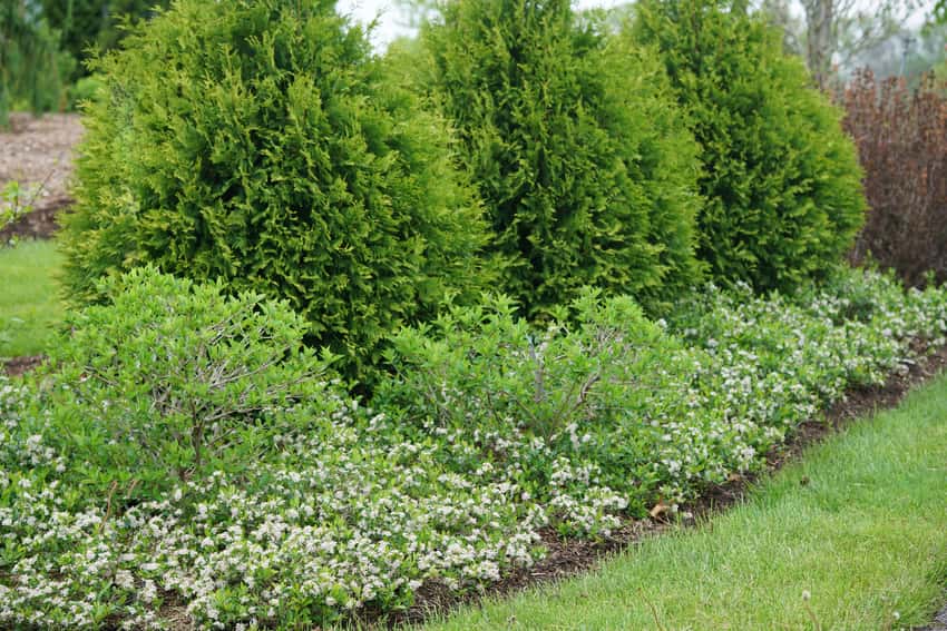 Ground Hug® black chokeberry shown in the breeder’s cultivar photograph.