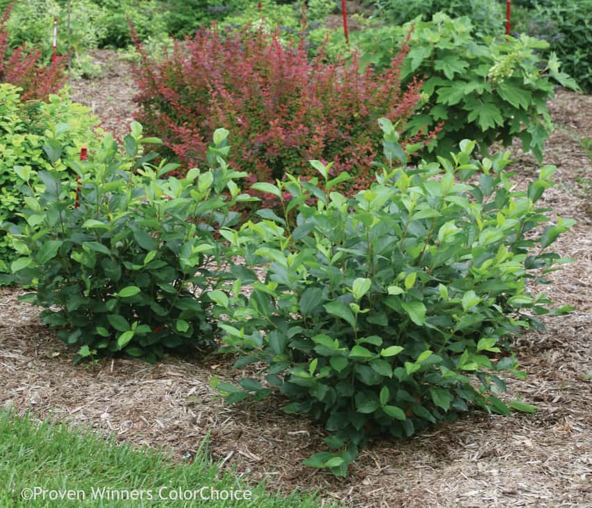 Low Scape Hedger® black chokeberry shown in the breeder’s cultivar photograph.