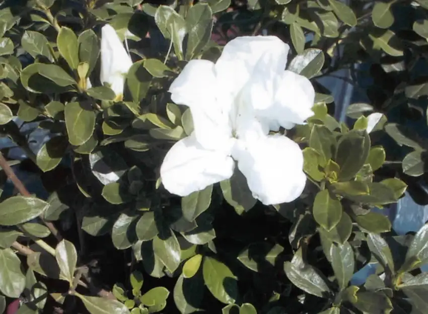 White Autumn Angel azalea flower surrounded by green leaves