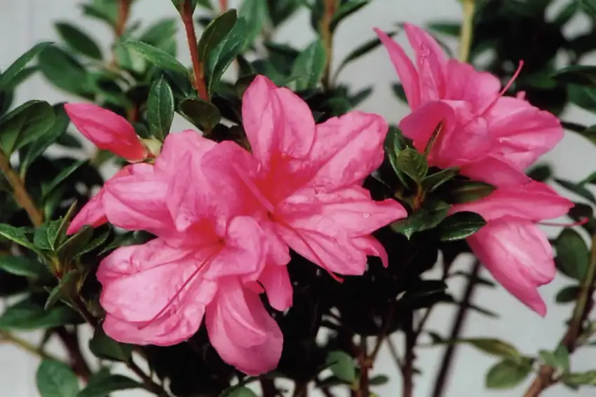 Pink semi-double Autumn Empress azalea flowers with glossy green foliage