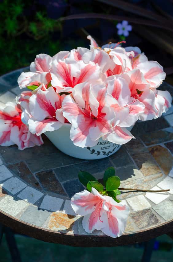 Cut Autumn Starburst® Encore® azalea flowers arranged in a bowl.