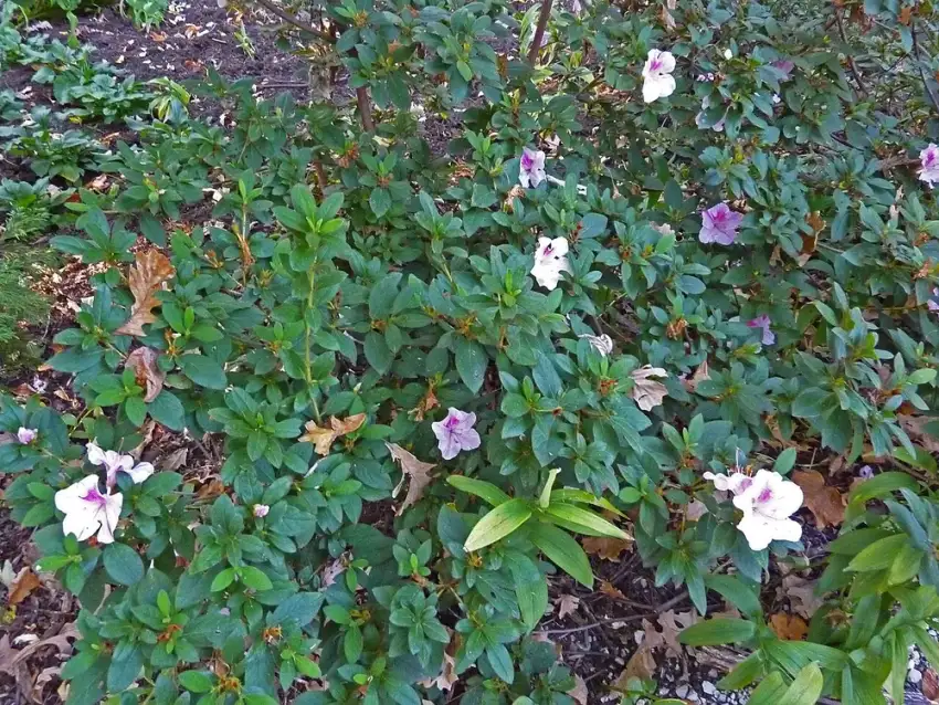 Autumn Twist® Encore® azalea with white-and-purple bicolor flowers