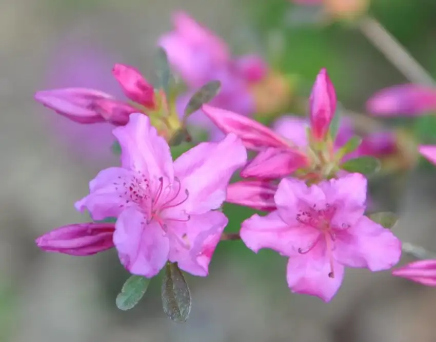 Karen azalea, Rhododendron 'Karen'