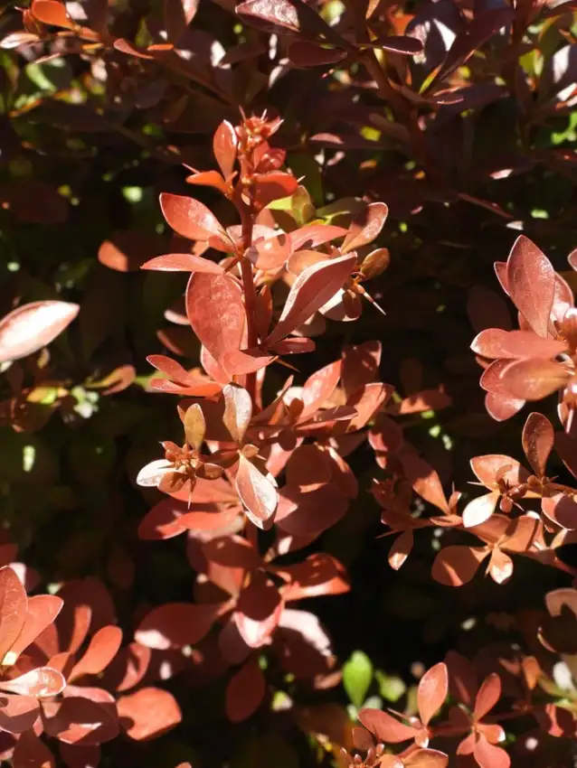 Pygmy Ruby Japanese barberry, ruby foliage detail.