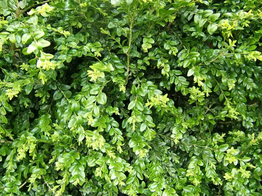 Common boxwood showing fresh evergreen foliage. The Arctic Emerald cultivar is not identified in this photograph.