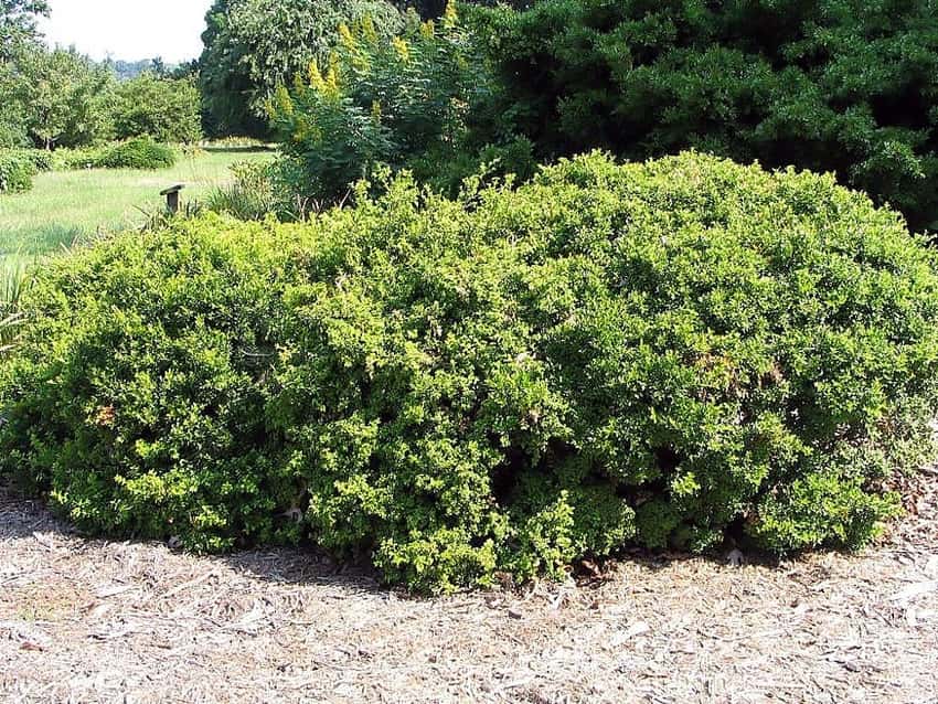 Kingsville dwarf boxwood in a source-identified photograph.