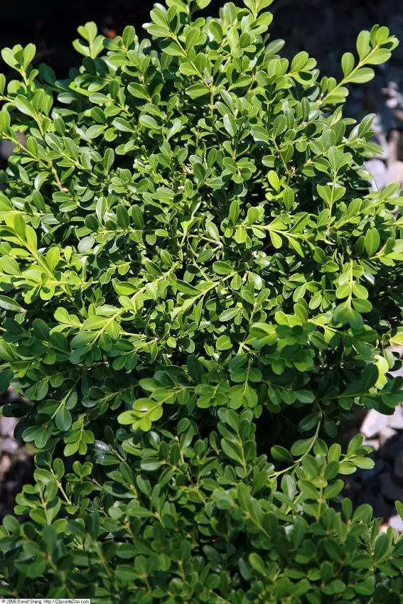 Franklin’s Gem Boxwood, Buxus sinica var. insularis 'Franklin’s Gem'