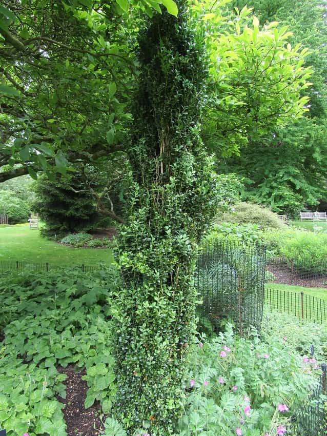 Graham Blandy columnar boxwood in a source-identified photograph.