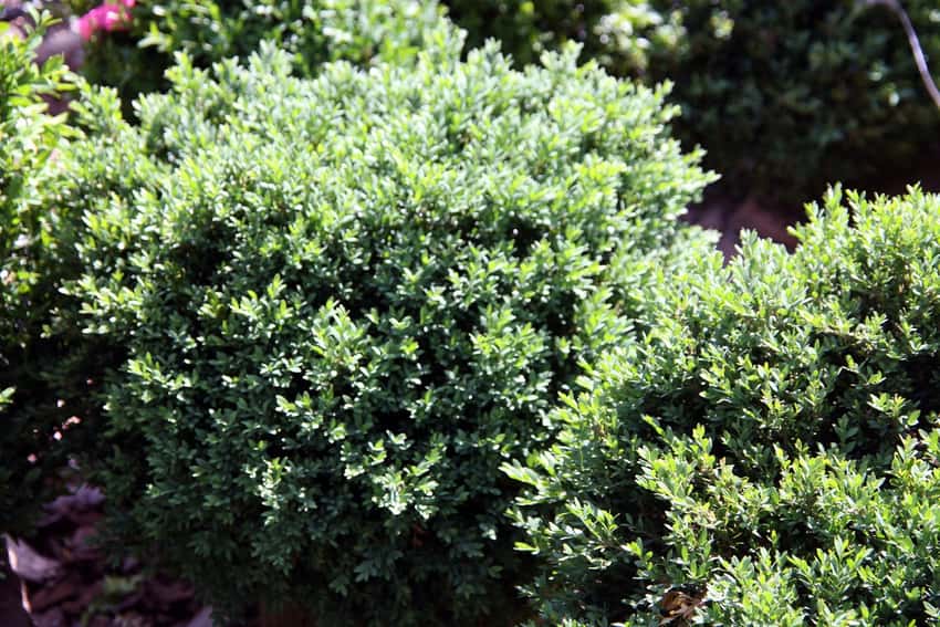 Green Gem boxwood in a source-identified photograph.