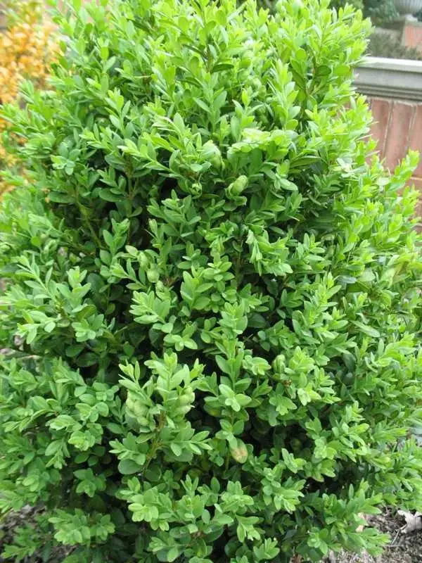 Green Mountain boxwood foliage detail; offered by the nursery as a pom-pom topiary
