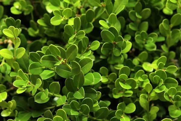 Green Mountain boxwood in a source-identified photograph.