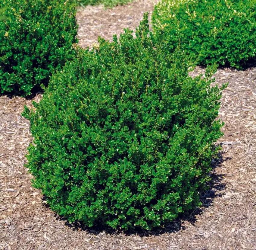 Buxus 'Little Missy' PP24,703, showing dense rounded green foliage