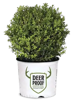 NewGen Freedom boxwood with upright rounded green foliage in its supplier pot