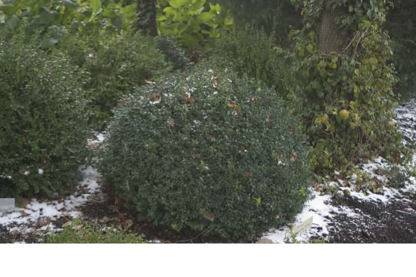 North Star® boxwood shown in the breeder’s cultivar photograph.
