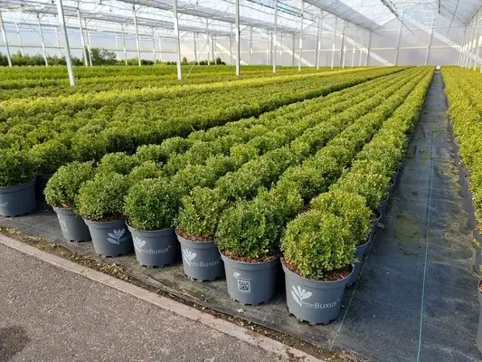 Renaissance Better Boxwood showing rounded green plants in the breeder's production greenhouse