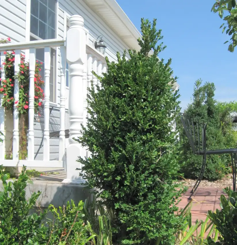 Buxus microphylla 'Robbuxupt', Uptight® boxwood with upright green foliage