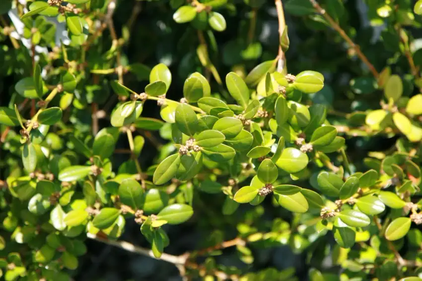 Close-up of Wintergreen boxwood foliage; this nursery listing is offered as a trained topiary