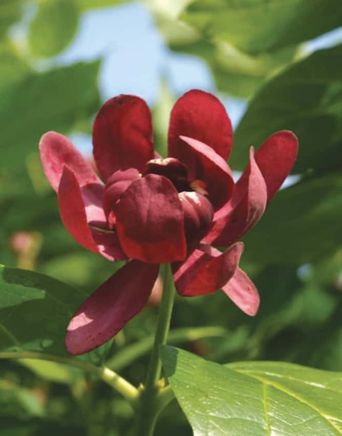 Aphrodite sweetshrub shown in the breeder’s cultivar photograph.